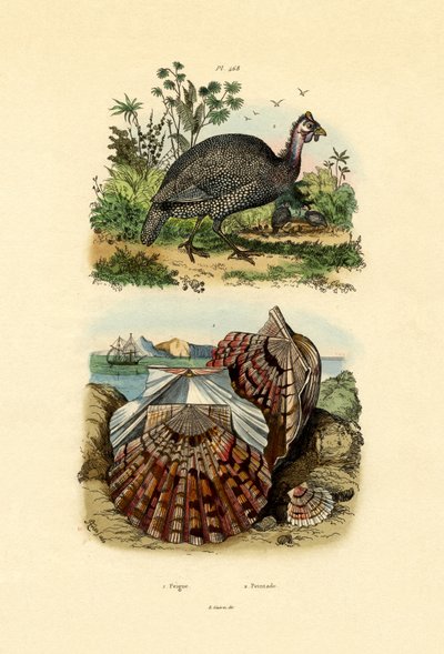 Scallop by French School